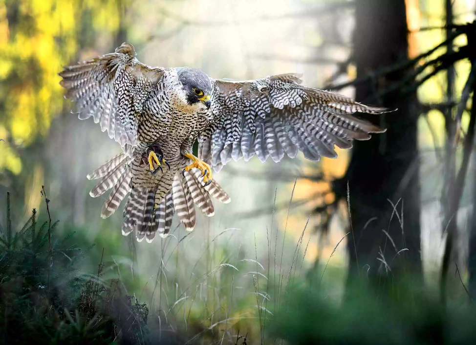 Cornish Birds Of Prey